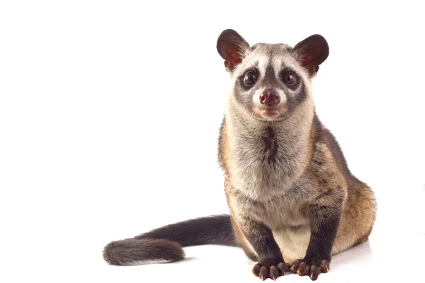 Palmeira Asiática Civet Luwak Paradoxurus Hermaphroditus Isolado Fundo Branco — Fotografia de Stock