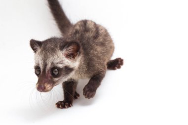 Bebek Asya palmiye misk ya da luwak (Paradoxurus hermaphroditus) Güney ve Güneydoğu Asya 'ya özgü canlı bir kuş türüdür. beyaz arkaplanda izole