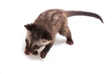 Bebek Asya palmiye misk ya da luwak (Paradoxurus hermaphroditus) Güney ve Güneydoğu Asya 'ya özgü canlı bir kuş türüdür. beyaz arkaplanda izole