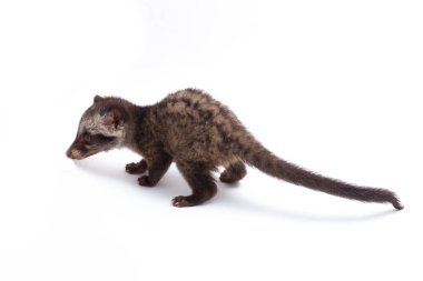 Bebek Asya palmiye misk ya da luwak (Paradoxurus hermaphroditus) Güney ve Güneydoğu Asya 'ya özgü canlı bir kuş türüdür. beyaz arkaplanda izole