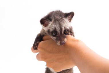 Bebek Asya palmiye misk ya da luwak (Paradoxurus hermaphroditus) Güney ve Güneydoğu Asya 'ya özgü canlı bir kuş türüdür. beyaz arkaplanda izole