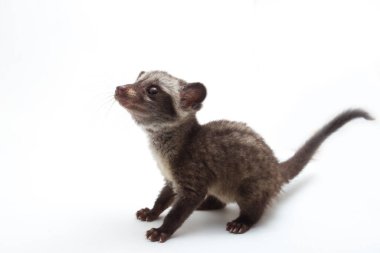 Bebek Asya palmiye misk ya da luwak (Paradoxurus hermaphroditus) Güney ve Güneydoğu Asya 'ya özgü canlı bir kuş türüdür. beyaz arkaplanda izole