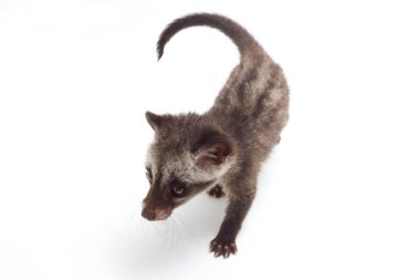 Bebek Asya palmiye misk ya da luwak (Paradoxurus hermaphroditus) Güney ve Güneydoğu Asya 'ya özgü canlı bir kuş türüdür. beyaz arkaplanda izole