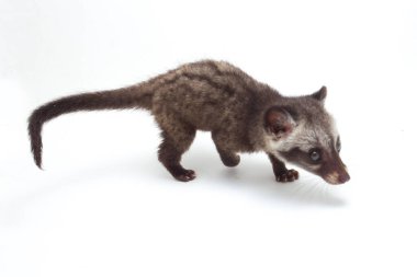 Bebek Asya palmiye misk ya da luwak (Paradoxurus hermaphroditus) Güney ve Güneydoğu Asya 'ya özgü canlı bir kuş türüdür. beyaz arkaplanda izole