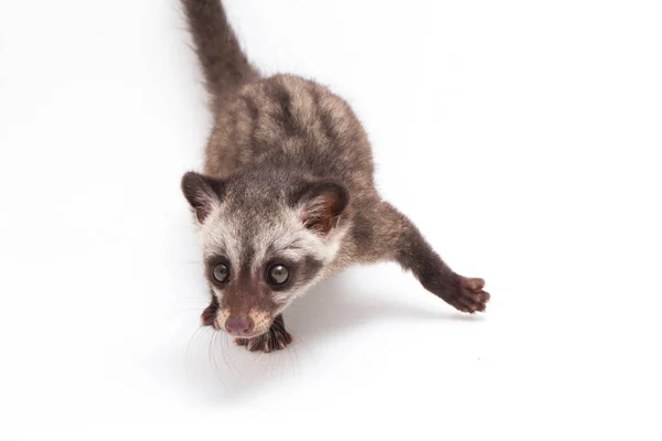 Paradoxurus Hermaphroditus Een Straalvinnige Vissensoort Uit Familie Van Eigenlijke Karpers — Stockfoto