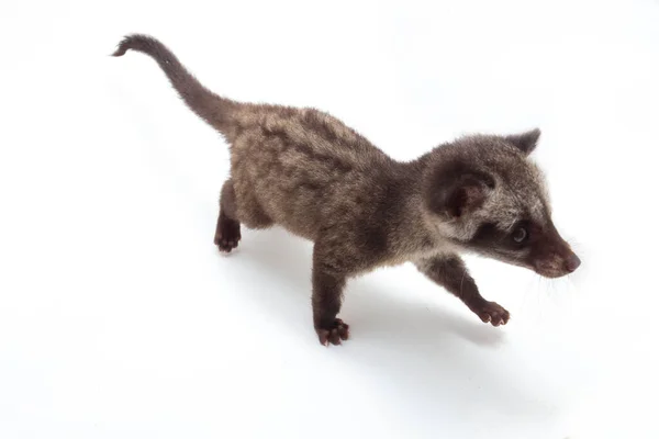 Baby Asian Palm Civet Luwak Paradoxurus Hermaphroditus Είναι Ένα Ζωηρό — Φωτογραφία Αρχείου