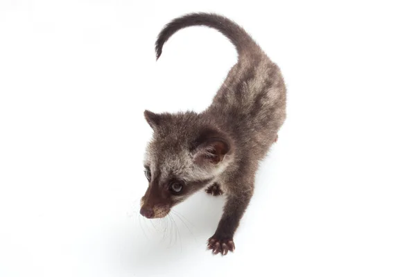 Baby Asian Palm Civet Luwak Paradoxurus Hermaphroditus Nativo Sul Sudeste — Fotografia de Stock