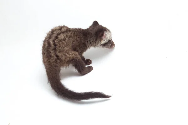 Baby Asian Palm Civet Luwak Paradoxurus Hermaphroditus Viverride Originario Del — Foto Stock