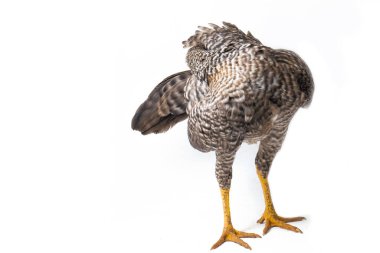Hen Ayam Kampong ya da Ayam Kampung, Endonezya 'dan bildirilen bir tavuk cinsidir. İsim basitçe 