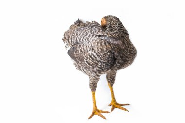 Hen Ayam Kampong ya da Ayam Kampung, Endonezya 'dan bildirilen bir tavuk cinsidir. İsim basitçe 