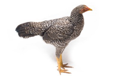 Hen Ayam Kampong ya da Ayam Kampung, Endonezya 'dan bildirilen bir tavuk cinsidir. İsim basitçe 