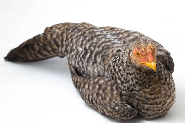 Die Henne Ayam Kampong Oder Ayam Kampung Ist Die Hühnerrasse — Stockfoto