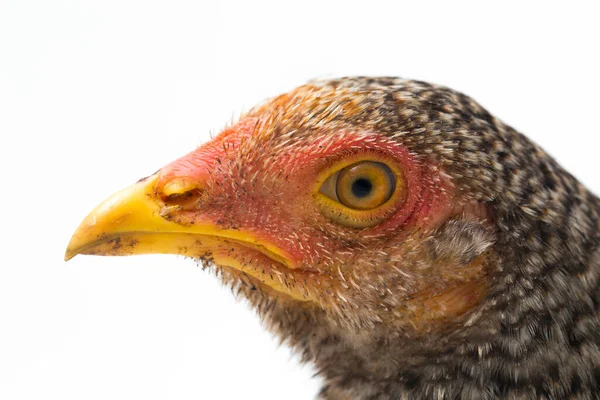 Die Henne Ayam Kampong Oder Ayam Kampung Ist Die Hühnerrasse — Stockfoto