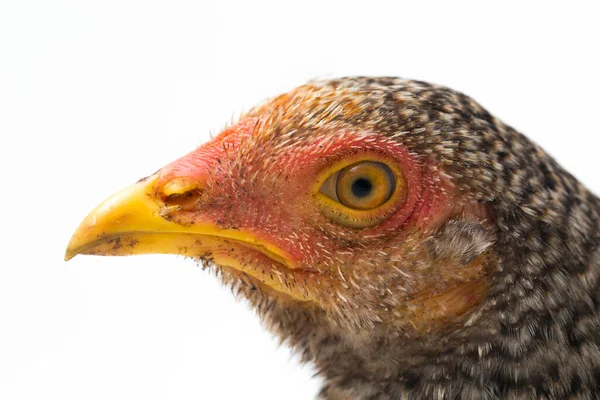 Hen Ayam Kampong Nebo Ayam Kampung Kuřecí Plemeno Hlášené Indonésie — Stock fotografie