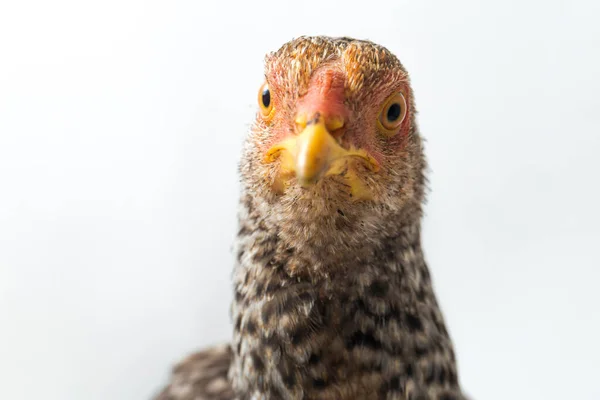 Hen Ayam Kampong Ayam Kampung Chicken Breed Reported Indonesia Name — Stock Photo, Image