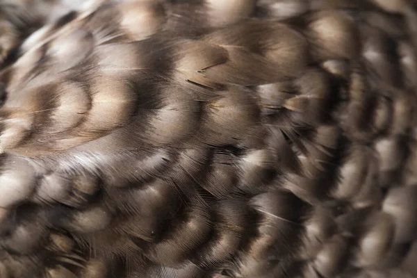 Hen Ayam Kampong Ayam Kampung Est Race Poulet Rapportée Indonésie — Photo