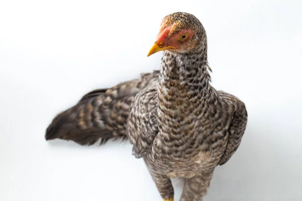 Hen Ayam Kampong Ayam Kampung Raça Galinha Relatada Indonésia Nome — Fotografia de Stock