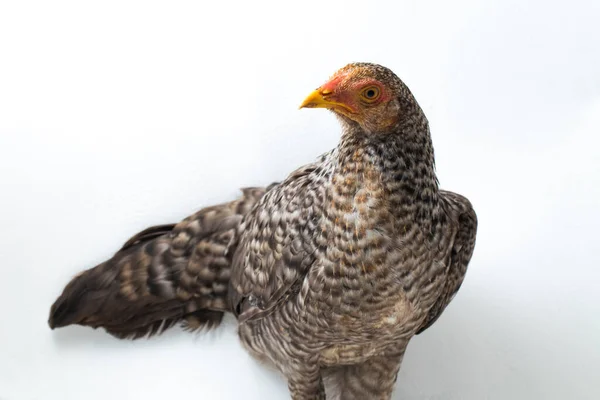 Hen Ayam Kampong Ayam Kampung Chicken Breed Reported Indonesia Name — Stock Photo, Image