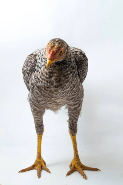 Hen Ayam Kampong Ayam Kampung Chicken Breed Reported Indonesia Name — Stock Photo, Image