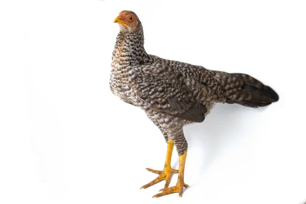 Ayam Kampong Atau Ayam Kampung Adalah Ras Ayam Yang Dilaporkan — Stok Foto