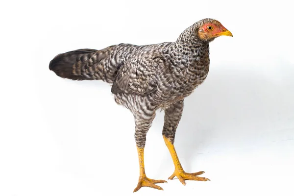 Den Hen Ayam Kampong Eller Ayam Kampung Kyckling Rasen Rapporteras — Stockfoto