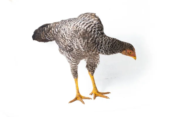 Tyúk Ayam Kampong Vagy Ayam Kampung Csirke Fajta Jelentett Indonéziából — Stock Fotó