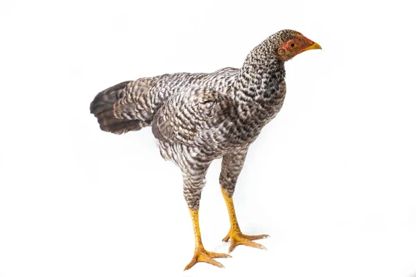 Hen Ayam Kampong Ayam Kampung 인도네시아에서 닭이다 이름의 의미는 간단하게 — 스톡 사진