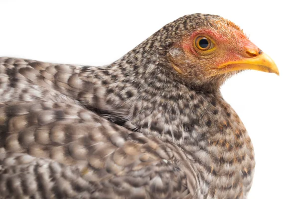 Hen Ayam Kampong Ayam Kampung Het Kippenras Uit Indonesië Naam — Stockfoto