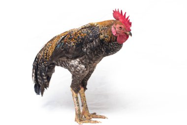 Ayam Kampong Horozu veya Ayam Kampung, Endonezya 'dan bildirilen tavuk cinsidir. İsim basitçe 'serbest tavuk' ya da 'köy tavuğu' anlamına geliyor. beyaz arkaplanda izole