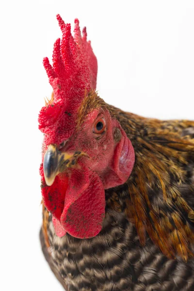 Una Gallo Ayam Kampong Ayam Kampung Raza Pollo Reportada Desde — Foto de Stock