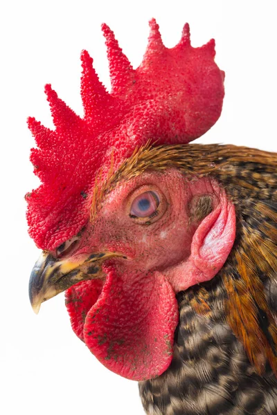 Cock Ayam Kampong Ayam Kampung Chicken Breed Reported Indonesia Name — Stock Photo, Image