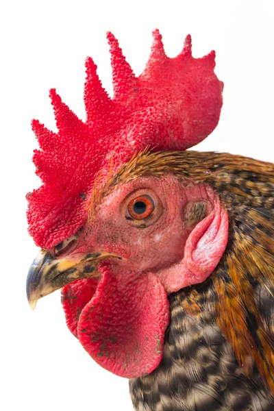 Cock Ayam Kampong Ayam Kampung Chicken Breed Reported Indonesia Name — Stock Photo, Image