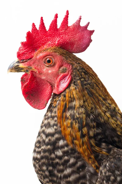 Una Gallo Ayam Kampong Ayam Kampung Raza Pollo Reportada Desde —  Fotos de Stock