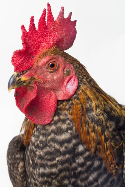 Una Gallo Ayam Kampong Ayam Kampung Raza Pollo Reportada Desde —  Fotos de Stock
