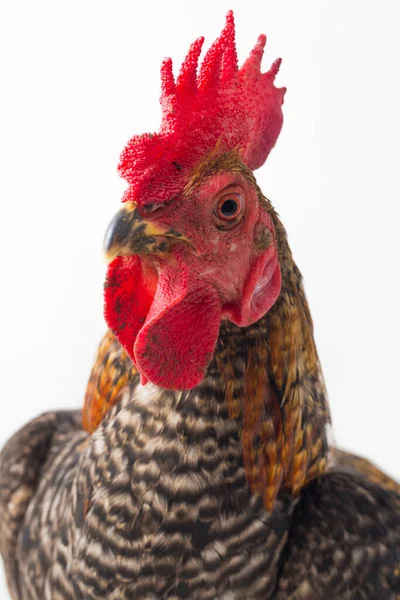 Een Cock Ayam Kampong Ayam Kampung Het Kippenras Uit Indonesië — Stockfoto