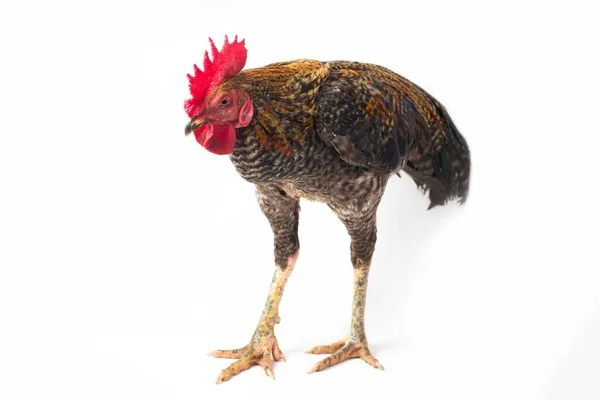 Ein Hahn Von Ayam Kampong Oder Ayam Kampung Ist Die — Stockfoto