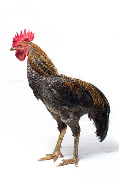 Cock Ayam Kampong Ayam Kampung Chicken Breed Reported Indonesia Name — Stock Photo, Image