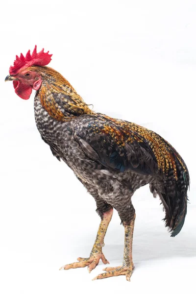 Cock Ayam Kampong Ayam Kampung Chicken Breed Reported Indonesia Name — Stock Photo, Image