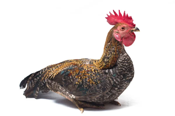 Ein Hahn Von Ayam Kampong Oder Ayam Kampung Ist Die — Stockfoto