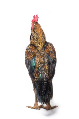 Ayam Kampong Horozu veya Ayam Kampung, Endonezya 'dan bildirilen tavuk cinsidir. İsim basitçe 'serbest tavuk' ya da 'köy tavuğu' anlamına geliyor. beyaz arkaplanda izole