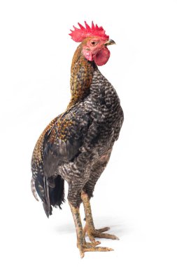 Ayam Kampong Horozu veya Ayam Kampung, Endonezya 'dan bildirilen tavuk cinsidir. İsim basitçe 'serbest tavuk' ya da 'köy tavuğu' anlamına geliyor. beyaz arkaplanda izole