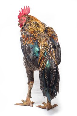 Ayam Kampong Horozu veya Ayam Kampung, Endonezya 'dan bildirilen tavuk cinsidir. İsim basitçe 'serbest tavuk' ya da 'köy tavuğu' anlamına geliyor. beyaz arkaplanda izole