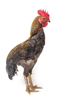 Ayam Kampong Horozu veya Ayam Kampung, Endonezya 'dan bildirilen tavuk cinsidir. İsim basitçe 'serbest tavuk' ya da 'köy tavuğu' anlamına geliyor. beyaz arkaplanda izole