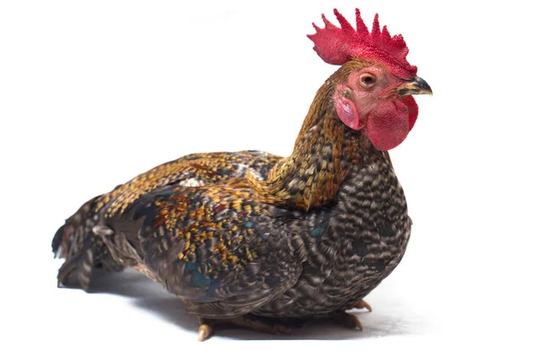 Ein Hahn Von Ayam Kampong Oder Ayam Kampung Ist Die — Stockfoto