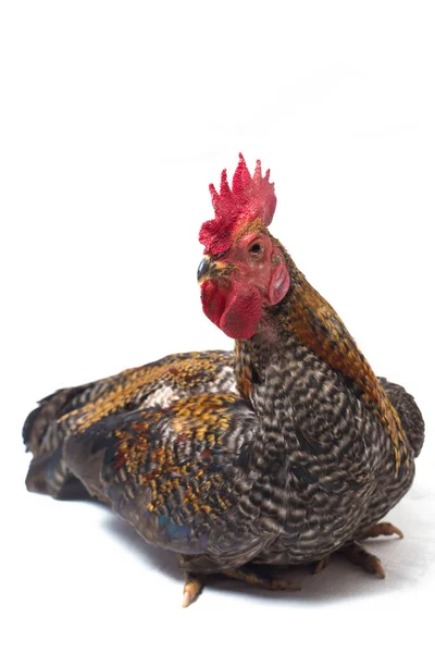 Cock Ayam Kampong Ayam Kampung Chicken Breed Reported Indonesia Name — Stock Photo, Image