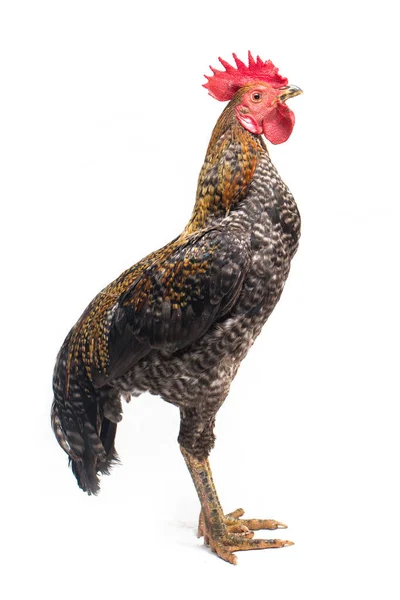 Gallo Ayam Kampong Ayam Kampung Razza Pollo Segnalata Dall Indonesia — Foto Stock