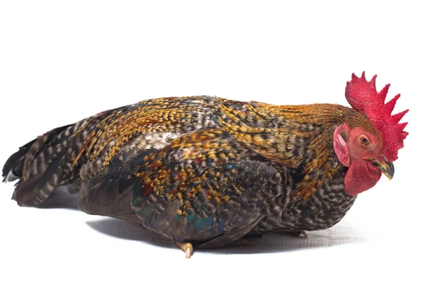 Ein Hahn Von Ayam Kampong Oder Ayam Kampung Ist Die — Stockfoto