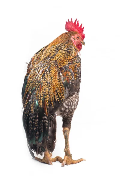 Cock Ayam Kampong Vagy Ayam Kampung Csirke Fajta Jelentett Indonéziából — Stock Fotó