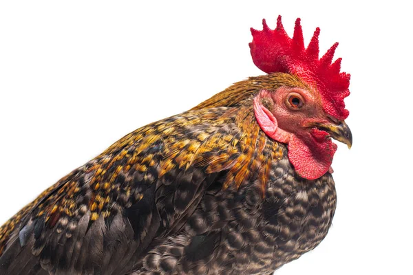 Una Gallo Ayam Kampong Ayam Kampung Raza Pollo Reportada Desde — Foto de Stock