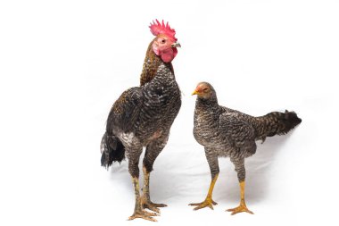 Bir çift Horoz Ayam Kampong veya Ayam Kampung, Endonezya 'dan bildirilen tavuk cinsidir. İsim basitçe 